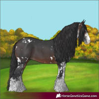 Horse Color:White Spotted Brown 