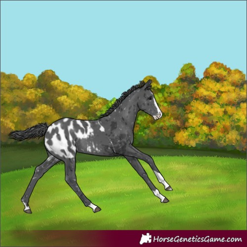 Horse Color:Black Merle Splash Tobiano Appaloosa 