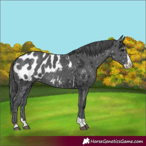Horse Color:Black Merle Splash Tobiano Appaloosa 