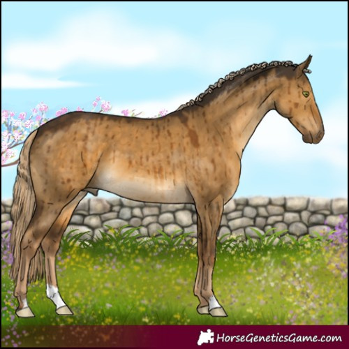 Horse Color:Chocolate Palomino Dun Mushroom Brindle