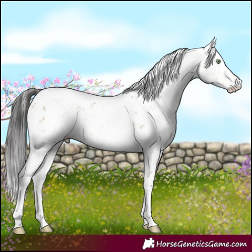Horse Color:Buckskin Dun Sabino Brindle
