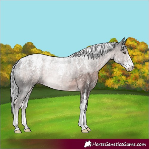 Horse Color:Powder White Platinum Chocolate Palomino Appaloosa 