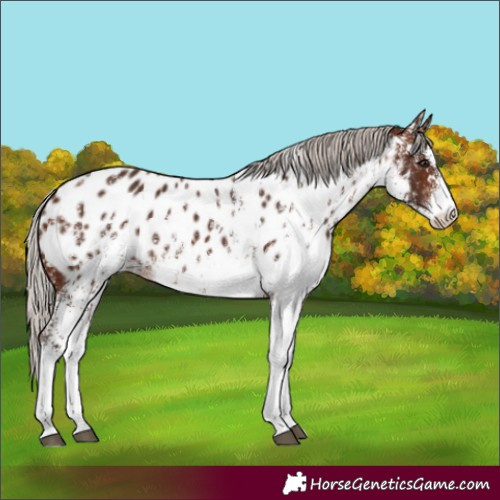 Horse Color:White Spotted Silver Brown Appaloosa