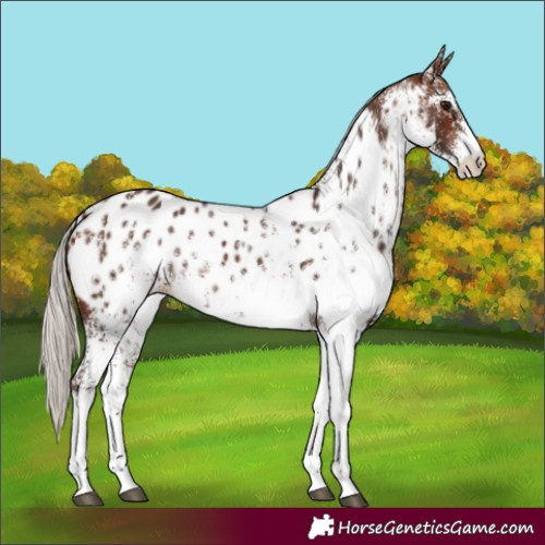 Horse Color:White Spotted Silver Brown Near Leopard