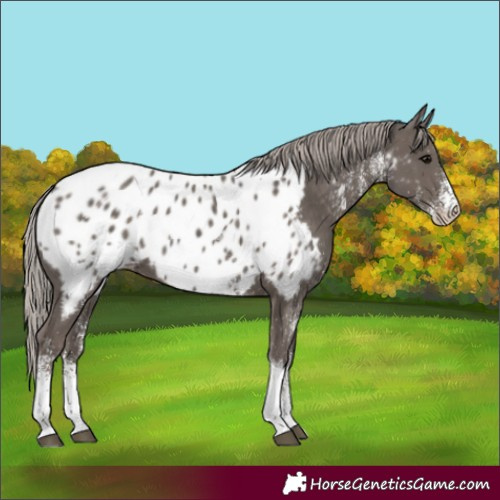 Horse Color:White Spotted Silver Black Tobiano Near Leopard 