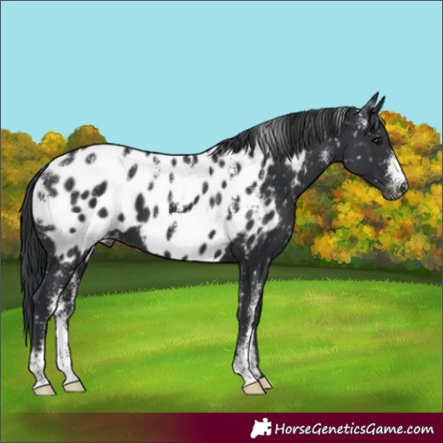 Horse Color:Powder White Black Appaloosa 