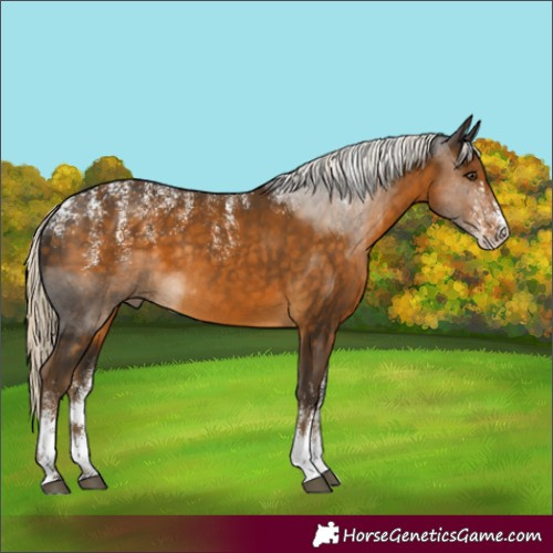 Horse Color:Powder White Chocolate Palomino Rabicano