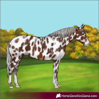 Horse Color:Powder White Silver Brown Appaloosa