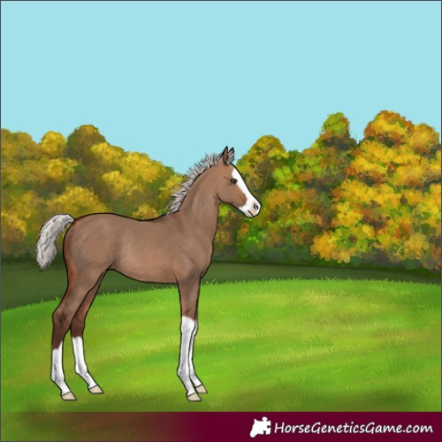 Horse Color:Silver Brown Dun Splash Rabicano