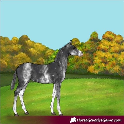 Horse Color:White Spotted Black