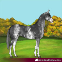 Horse Color:White Spotted Black