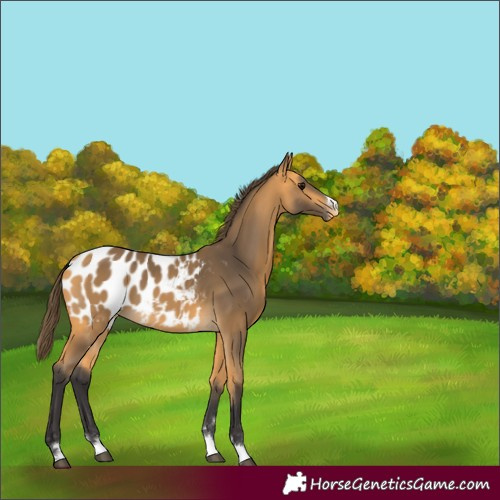 Horse Color:Buckskin Appaloosa