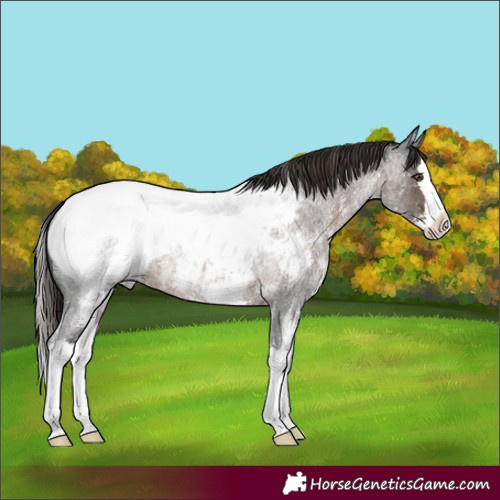 Horse Color:Liver Red Roan Sabino Splash Appaloosa Rabicano 