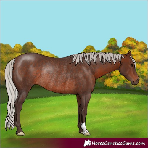 Horse Color:Silver Brown Rabicano 