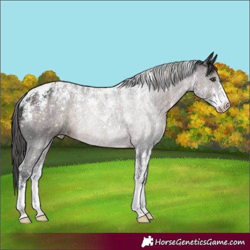 Horse Color:Powder White Platinum Liver Chestnut Appaloosa Rabicano 
