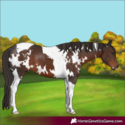 Horse Color:White Spotted Liver Chestnut Tobiano