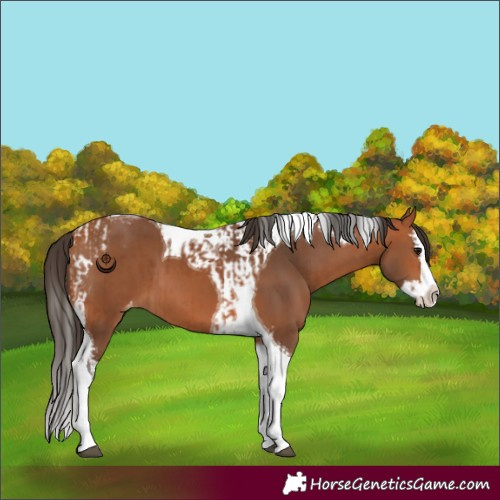 Horse Color:Bay Splash Tobiano Varnish and Bay Splash Tobiano Varnish