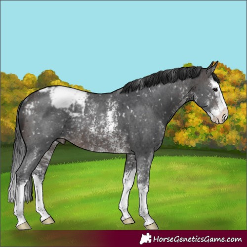 Horse Color:Brown Sabino Splash Appaloosa Rabicano 