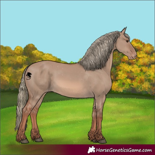 Horse Color:Red Dun Mushroom Skewed Appaloosa 
