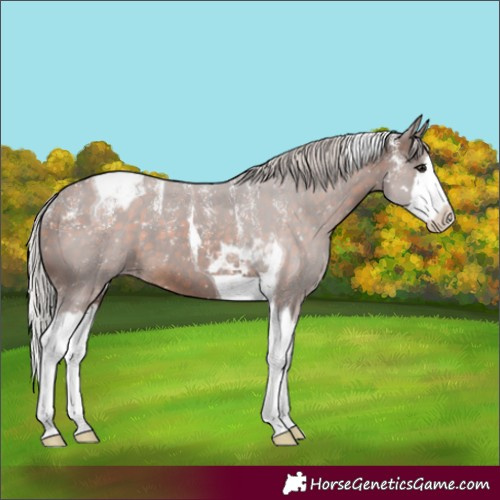 Horse Color:Powder White Silver Brown Splash Tobiano Appaloosa Rabicano 