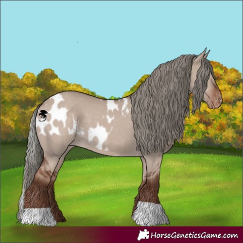 Horse Color:Liver Red Dun Mushroom Skewed Appaloosa 