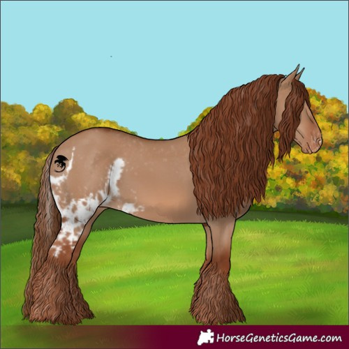 Horse Color:Red Dun Skewed Appaloosa 