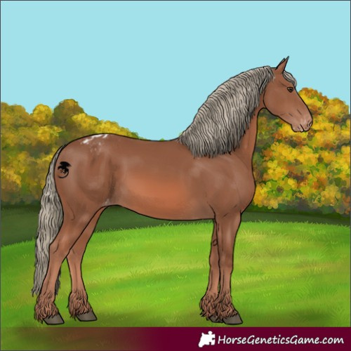 Horse Color:Chestnut Mushroom Appaloosa 