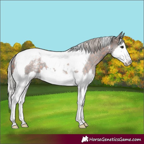 Horse Color:Powder White Silver Brown Splash Tobiano Appaloosa