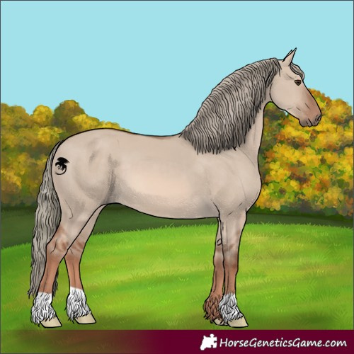 Horse Color:Red Dun Mushroom