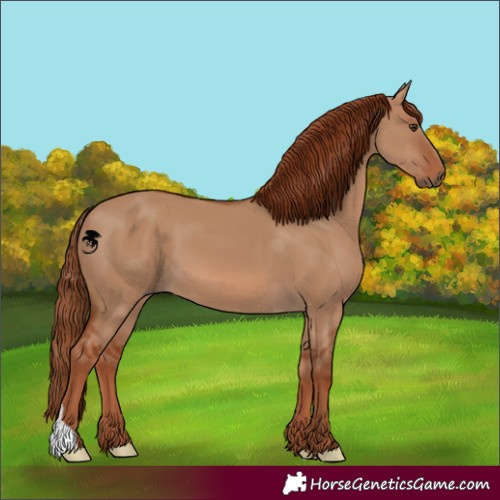 Horse Color:Red Dun