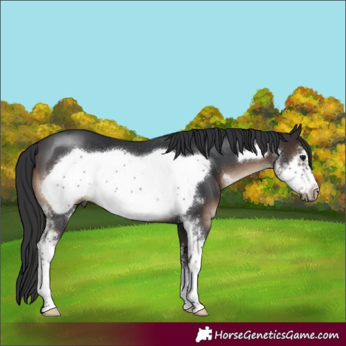 Horse Color:Brown Sabino Frame