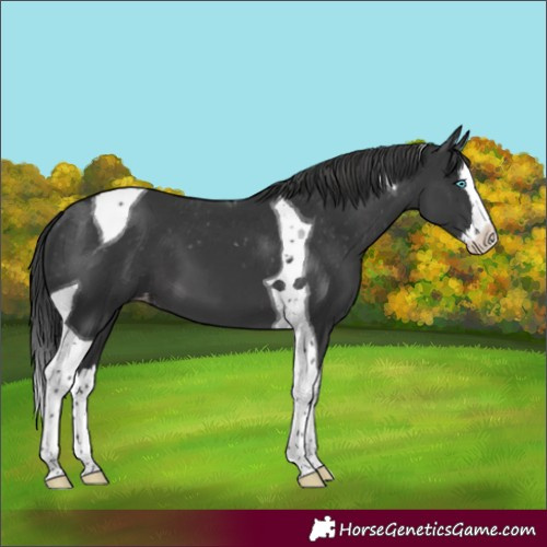 Horse Color:Black Splash Tobiano Appaloosa
