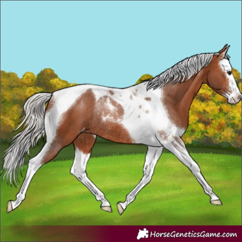 Horse Color:Silver Bay Splash Tobiano Appaloosa Rabicano