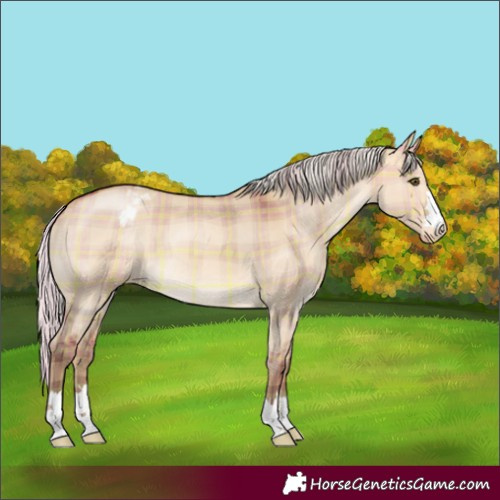 Horse Color:Plaid  Silver Bay Dun Appaloosa 
