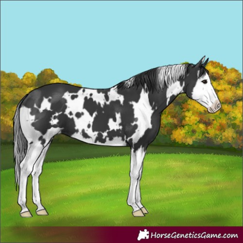 Horse Color:White Spotted Black Splash