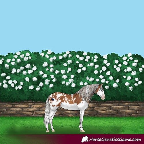 Horse Color:Gray White Spotted Silver Classic Champagne Splash Frame Appaloosa 