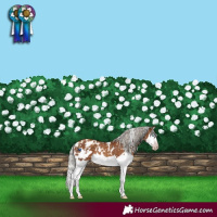 Horse Color:Gray White Spotted Silver Classic Champagne Splash Frame Appaloosa 