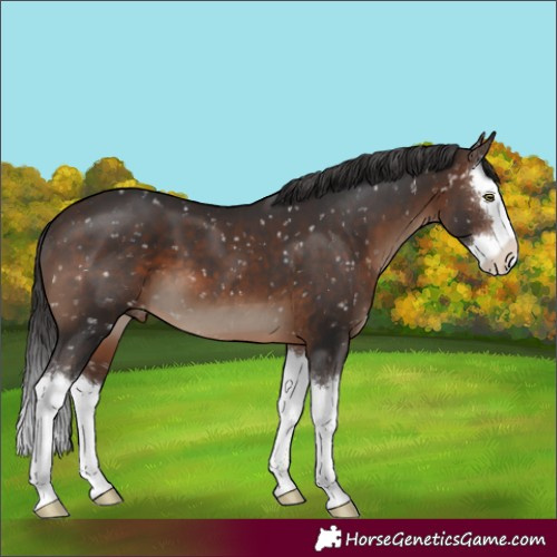Horse Color:Brown Splash Appaloosa