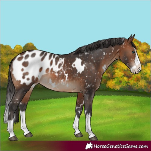 Horse Color:White Spotted Brown Splash Appaloosa 