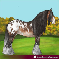Horse Color:White Spotted Brown Splash Appaloosa 