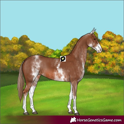 Horse Color:White Spotted Chestnut
