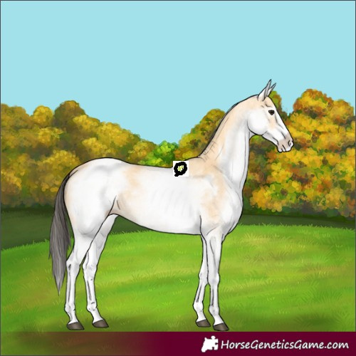 Horse Color:White Spotted Buckskin 