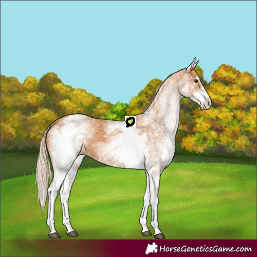 Horse Color:White Spotted Chestnut