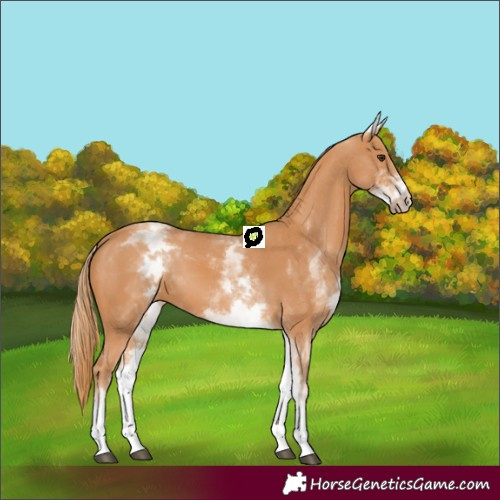 Horse Color:White Spotted Chestnut 