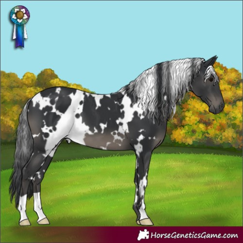 Horse Color:White Spotted Black