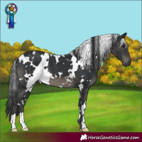 Horse Color:White Spotted Black