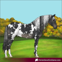 Horse Color:White Spotted Black