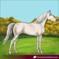 Horse Color:Cremello