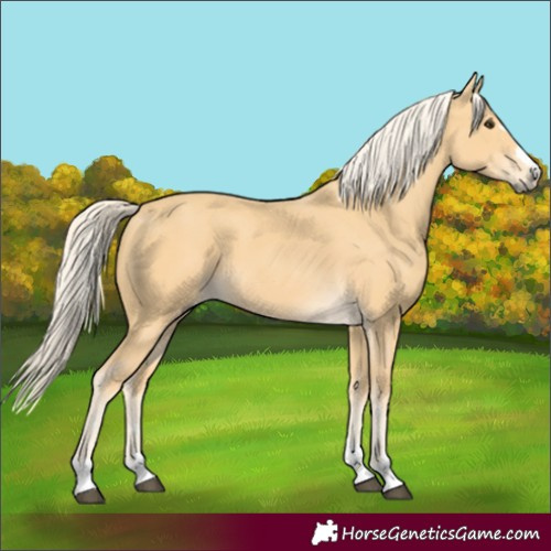 Horse Color:Palomino 