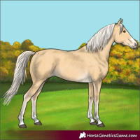Horse Color:Palomino